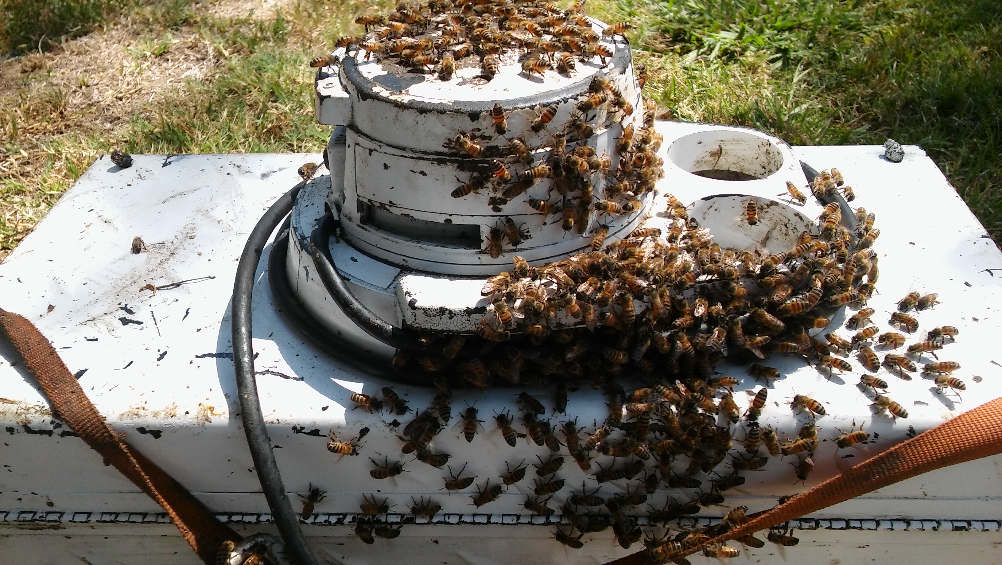 These bees were trying to get inside our bee vacuum. Hive Pro Bee Removal